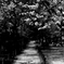 Road
