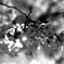 Cherry blossom 2