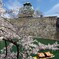 春の大阪城散策1