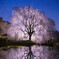 桜、星夜に輝く
