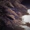 お堀の夕景