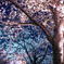 cherryblossom