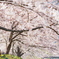 家山の桜