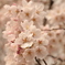 桜の季節