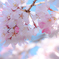 しだれ桜2