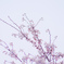 空桜２