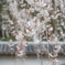 しだれ桜