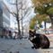 姫路猫
