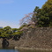 皇居　桜