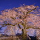 円山公園公園 夜桜