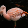 フラミンゴ