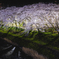 桜散歩