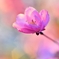 春花パステル