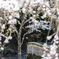 桜 優雅に儚く吹雪く
