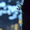 独り夜桜