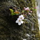 二輪の桜