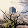不忍池とタワーマンション