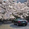 桜と愛車