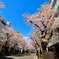 青空と桜