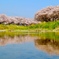 川面に映る桜並木