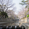 夙川と桜