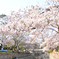 夙川と桜