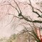 名古屋城のさくらまつり