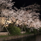高崎城址公園夜桜1