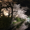高崎城址公園夜桜2