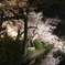 高崎城址公園夜桜3
