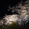 高崎城址公園夜桜4