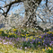 大きな桜の樹の下で