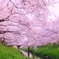 キミと歩いたあの橋を桜が包む想いを馳せる