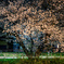 夜桜