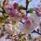八重桜