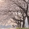 散歩道の桜