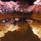 浜松フラワーパーク　鏡面桜