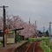 第千七百三十二作　　「さくら舞いふる　汽車に手をふる　稚児と翁と」　岐阜県北方