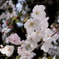 名古屋城の桜