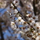 桜咲く・・・