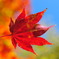 紅葉