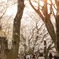 背割堤の桜