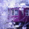 夙川の桜
