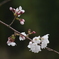 内津川の桜(3)