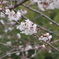 内津川の桜(4)