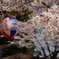 花見といえばこの提灯がいつも。