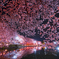 夜桜鏡Ⅱ