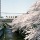 神田川　桜　中央線02