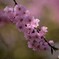 桜　静雅