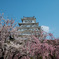 桜の座布団